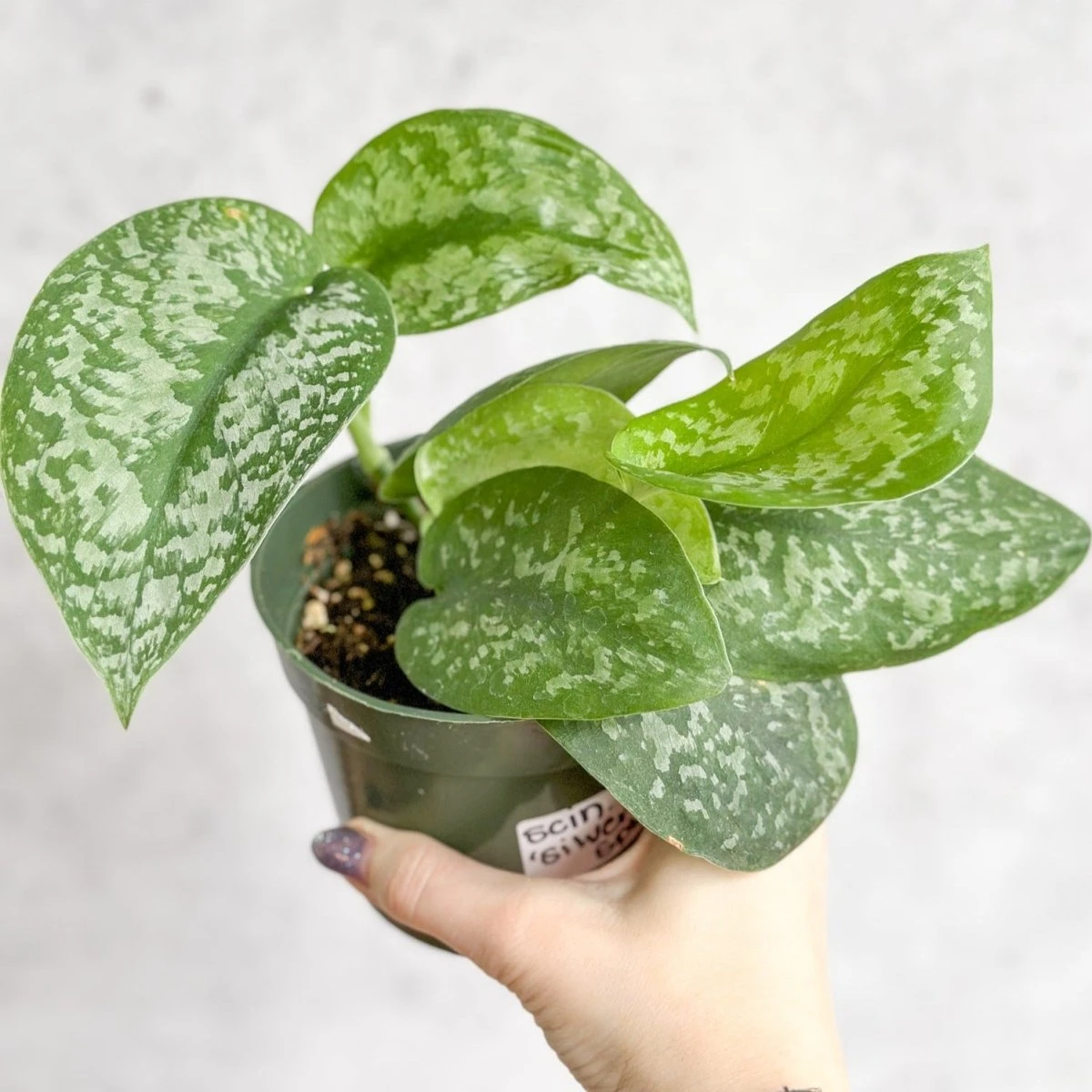 Scindapsus Pictus 'Silver Splash' 3 Scindapsus Pictus 'Silver Splash'