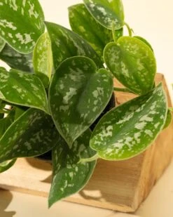 Scindapsus Pictus ‘Silvery Anne’ - Silver Pothos -Eds Plant Shop scindapsus pictus silvery anne silver pothos 2156599