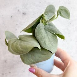 Scindapsus Sooo™ Silver -Eds Plant Shop scindapsus pictus sooo silver 3 inch 210650