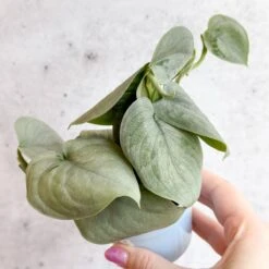 Scindapsus Sooo™ Silver -Eds Plant Shop scindapsus pictus sooo silver 3 inch 697432