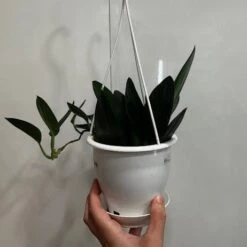 Scindapsus Treubii 'Dark Form' - Various Sizes 11 Scindapsus Treubii 'Dark Form' - Various Sizes -Eds Plant Shop scindapsus treubii dark form various sizes 160852