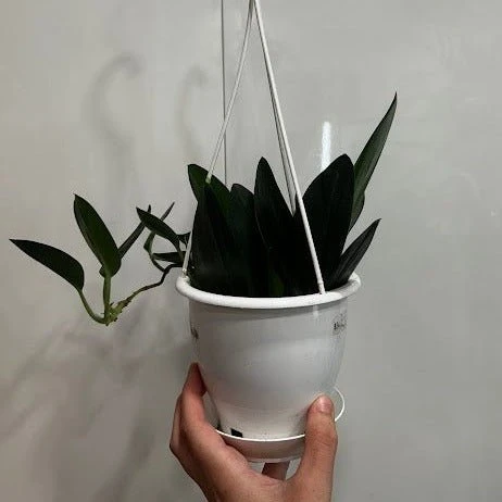 Scindapsus Treubii 'Dark Form' - Various Sizes 7 Scindapsus Treubii 'Dark Form' - Various Sizes - Image 5