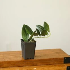 Scindapsus Treubii 'Dark Form' - Various Sizes 9 Scindapsus Treubii 'Dark Form' - Various Sizes -Eds Plant Shop scindapsus treubii dark form various sizes 305064