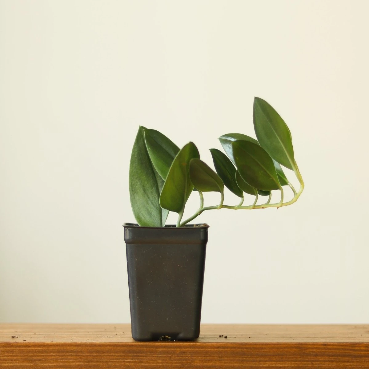 Scindapsus Treubii 'Dark Form' - Various Sizes 4 Scindapsus Treubii 'Dark Form' - Various Sizes - Image 2