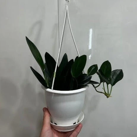 Scindapsus Treubii 'Dark Form' - Various Sizes 6 Scindapsus Treubii 'Dark Form' - Various Sizes - Image 4