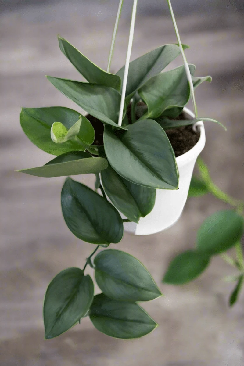 Scindapsus Treubii 'Moonlight' - Silver Scindapsus 12 Scindapsus Treubii 'Moonlight' - Silver Scindapsus - Image 10