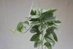 Scindapsus Treubii 'Moonlight' - Silver Scindapsus 27 Scindapsus Treubii 'Moonlight' - Silver Scindapsus -Eds Plant Shop scindapsus treubii moonlight silver scindapsus 388247