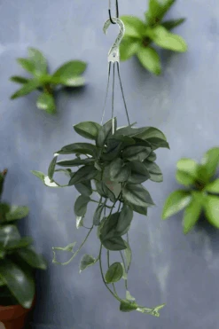 Scindapsus Treubii 'Moonlight' - Silver Scindapsus 25 Scindapsus Treubii 'Moonlight' - Silver Scindapsus -Eds Plant Shop scindapsus treubii moonlight silver scindapsus 407252