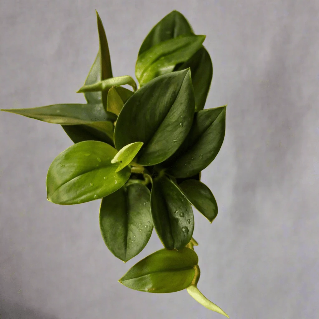 Scindapsus Treubii 'Moonlight' - Silver Scindapsus 14 Scindapsus Treubii 'Moonlight' - Silver Scindapsus - Image 12