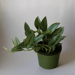 Scindapsus Treubii 'Moonlight' - Silver Scindapsus 20 Scindapsus Treubii 'Moonlight' - Silver Scindapsus -Eds Plant Shop scindapsus treubii moonlight silver scindapsus 613662