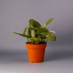 Scindapsus Treubii 'Moonlight' - Silver Scindapsus 19 Scindapsus Treubii 'Moonlight' - Silver Scindapsus -Eds Plant Shop scindapsus treubii moonlight silver scindapsus 924658