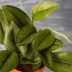 Scindapsus Treubii 'Moonlight' - Silver Scindapsus 18 Scindapsus Treubii 'Moonlight' - Silver Scindapsus -Eds Plant Shop scindapsus treubii moonlight silver scindapsus 951239