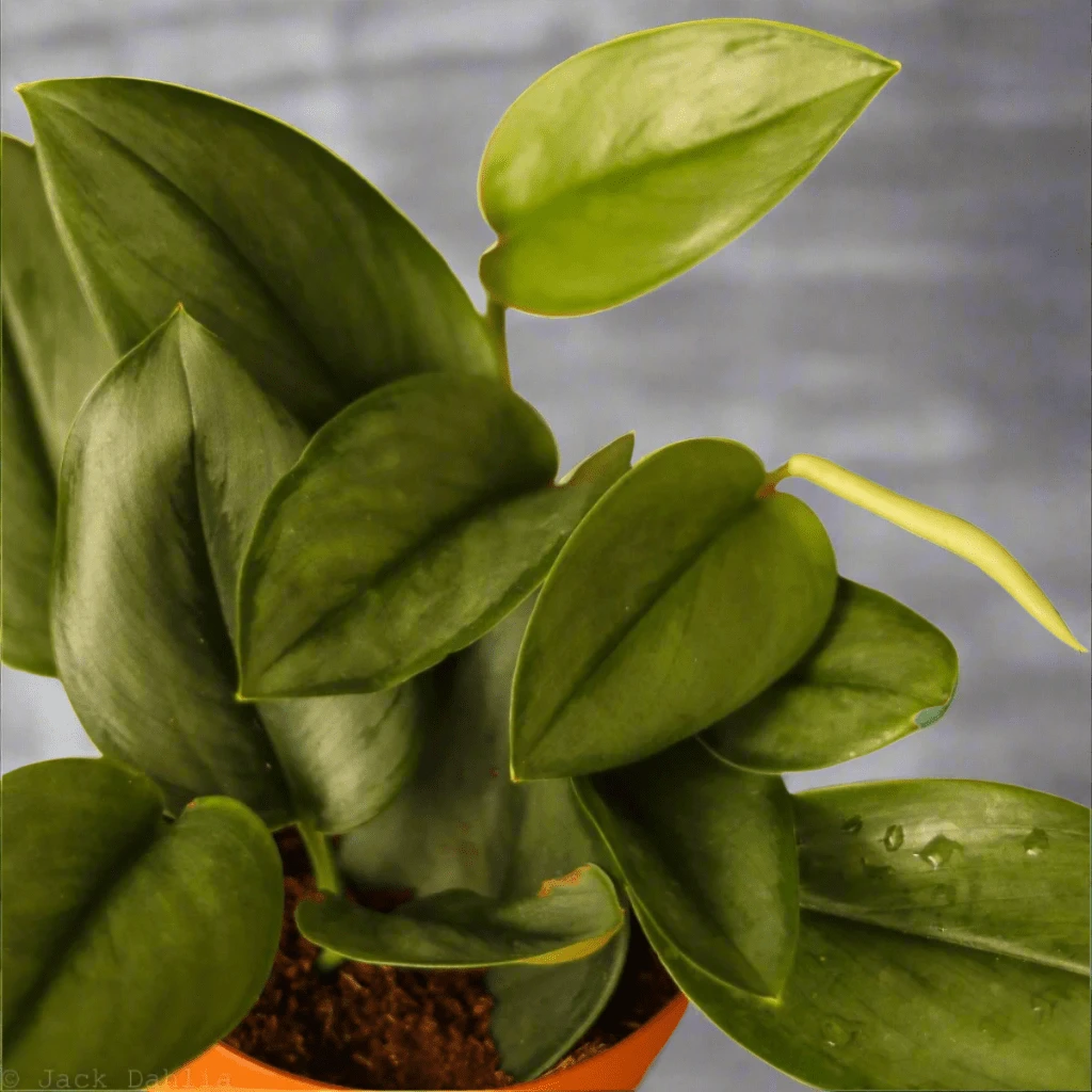 Scindapsus Treubii 'Moonlight' - Silver Scindapsus 6 Scindapsus Treubii 'Moonlight' - Silver Scindapsus - Image 4