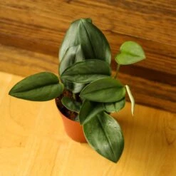 Scindapsus Treubii 'Moonlight' - Silver Scindapsus 21 Scindapsus Treubii 'Moonlight' - Silver Scindapsus -Eds Plant Shop scindapsus treubii moonlight silver scindapsus various sizes 139771