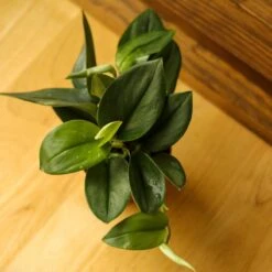 Scindapsus Treubii 'Moonlight' - Silver Scindapsus 22 Scindapsus Treubii 'Moonlight' - Silver Scindapsus -Eds Plant Shop scindapsus treubii moonlight silver scindapsus various sizes 978878