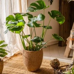 Seagrass Style Cement Planter -Eds Plant Shop seagrass style cement planter 246120