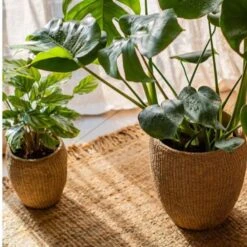 Seagrass Style Cement Planter -Eds Plant Shop seagrass style cement planter 290743