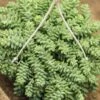 Sedum Morganianum - Burro’s Tail Cactus Hanging Basket -Eds Plant Shop sedum morganianum burros tail cactus hanging basket 504982