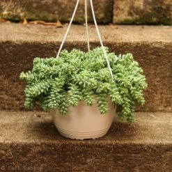 Sedum Morganianum - Burro’s Tail Cactus Hanging Basket -Eds Plant Shop sedum morganianum burros tail cactus hanging basket 710976