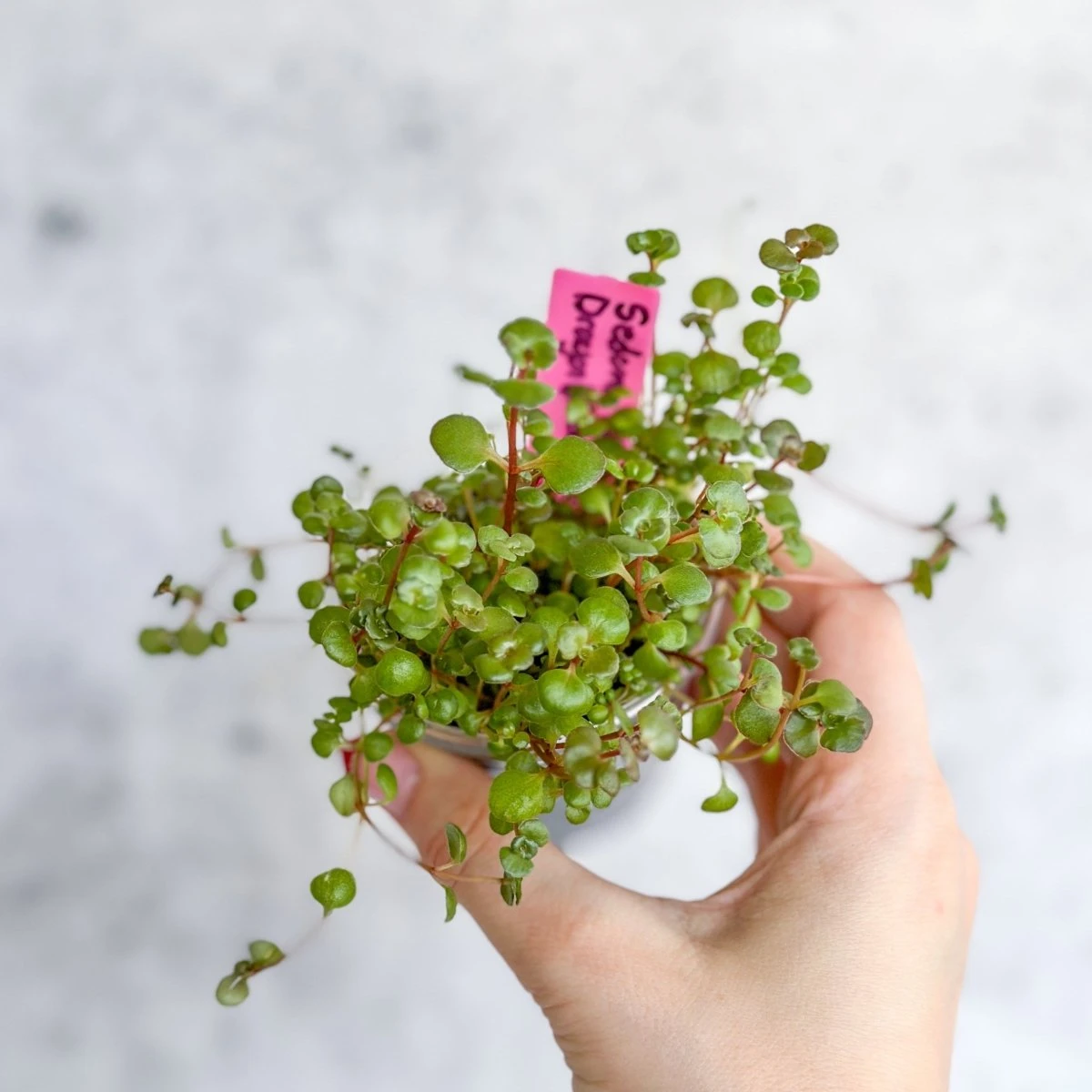 Sedum Spuricum - Dragons Blood Sedum 4 Sedum Spuricum - Dragons Blood Sedum - Image 2