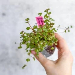 Sedum Spuricum - Dragons Blood Sedum 10 Sedum Spuricum - Dragons Blood Sedum -Eds Plant Shop sedum spuricum dragons blood sedum 214595