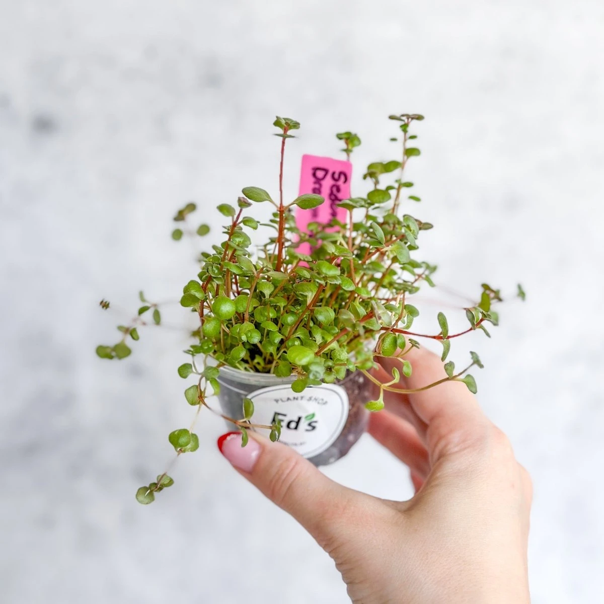 Sedum Spuricum - Dragons Blood Sedum 7 Sedum Spuricum - Dragons Blood Sedum - Image 5