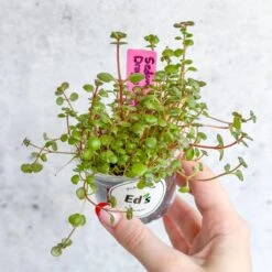 Sedum Spuricum - Dragons Blood Sedum 13 Sedum Spuricum - Dragons Blood Sedum -Eds Plant Shop sedum spuricum dragons blood sedum 337914