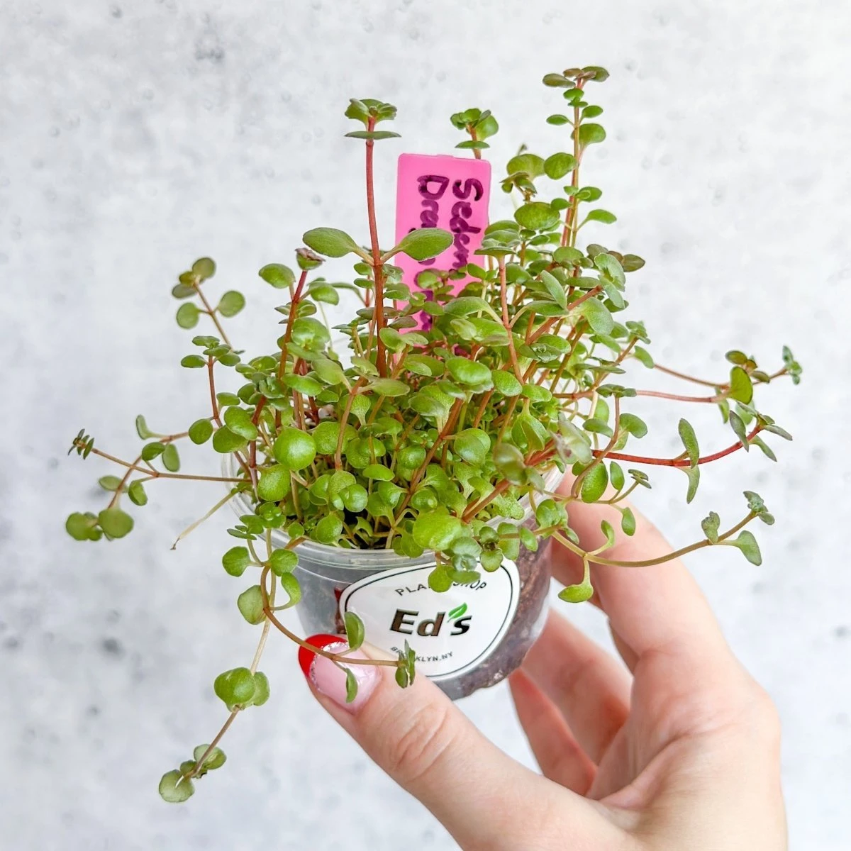 Sedum Spuricum - Dragons Blood Sedum 8 Sedum Spuricum - Dragons Blood Sedum - Image 6