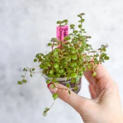 Sedum Spuricum - Dragons Blood Sedum 11 Sedum Spuricum - Dragons Blood Sedum -Eds Plant Shop sedum spuricum dragons blood sedum 835206