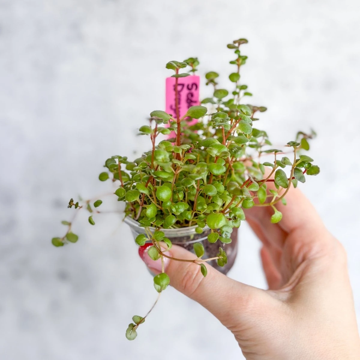 Sedum Spuricum - Dragons Blood Sedum 6 Sedum Spuricum - Dragons Blood Sedum - Image 4