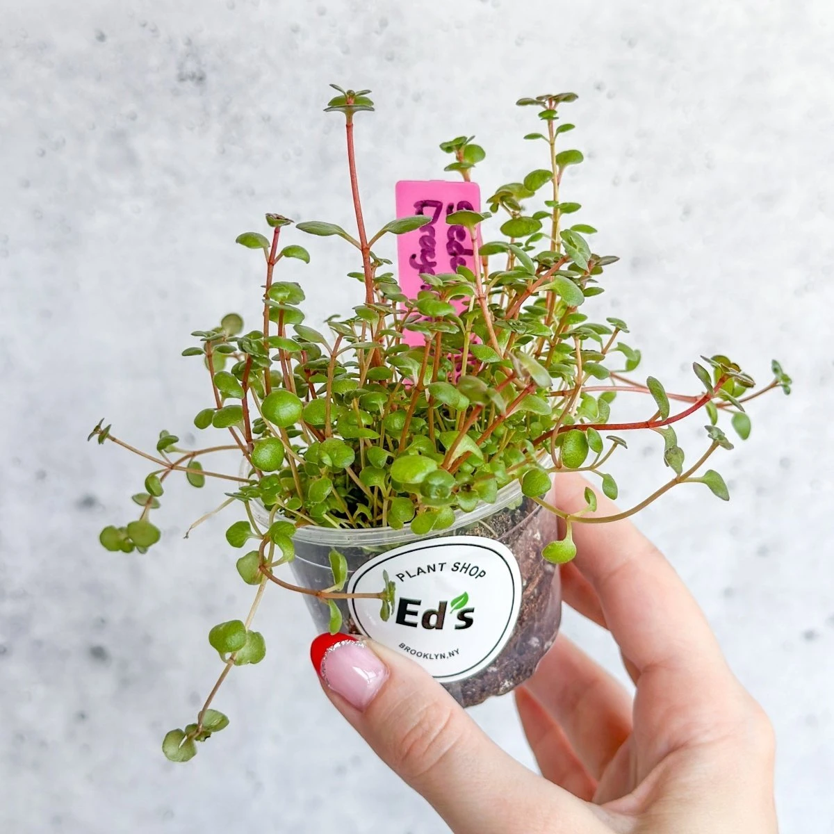 Sedum Spuricum - Dragons Blood Sedum 3 Sedum Spuricum - Dragons Blood Sedum