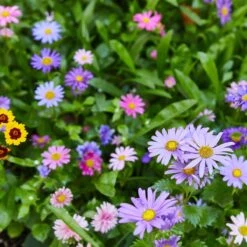 Seed Confetti Popper – Eco-Friendly Party Favors That Grow Wildflowers! -Eds Plant Shop seed confetti popper eco friendly party favors that grow wildflowers 8494763