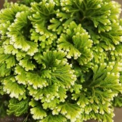 Selaginella Kraussiana 'Frosty Fern' 13 Selaginella Kraussiana 'Frosty Fern' -Eds Plant Shop selaginella kraussiana frosty fern 303326