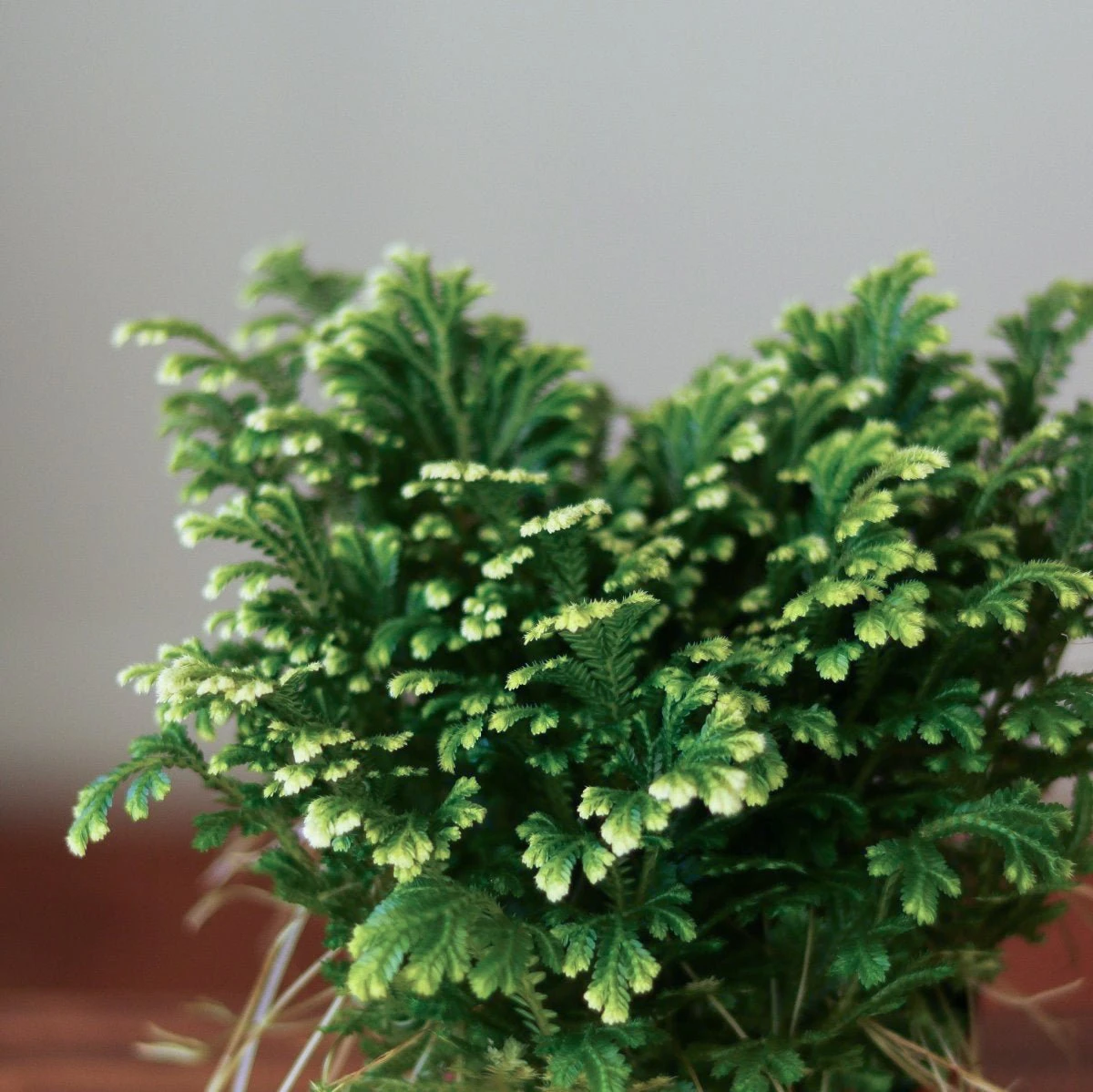 Selaginella Kraussiana 'Frosty Fern' 3 Selaginella Kraussiana 'Frosty Fern'