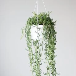 Senecio Radicans Glauca 'String Of Fish Hooks' 7 Senecio Radicans Glauca 'String Of Fish Hooks' -Eds Plant Shop senecio radicans glauca string of fish hooks 6 inch hanging basket 672466