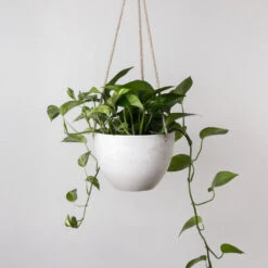8 Inch Signature Stone Hanging Planter Pot -Eds Plant Shop signature stone hanging planter pot 8 inch 577363