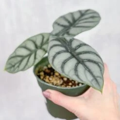 Silver Dragon Alocasia - Alocasia 'Silver Dragon' - 4.5 Inch -Eds Plant Shop silver dragon alocasia alocasia silver dragon 45 inch 104184