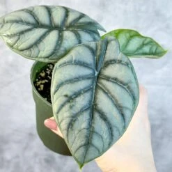 Silver Dragon Alocasia - Alocasia 'Silver Dragon' - 4.5 Inch -Eds Plant Shop silver dragon alocasia alocasia silver dragon 45 inch 297379