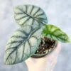Silver Dragon Alocasia - Alocasia 'Silver Dragon' - 4.5 Inch -Eds Plant Shop silver dragon alocasia alocasia silver dragon 45 inch 476284