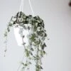 Silver Glory String Of Hearts - Ceropegia Linearis Woodii -Eds Plant Shop silver glory string of hearts ceropegia linearis woodii 241974