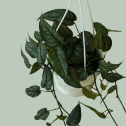 Eds Plant Shop -Eds Plant Shop silver monstera monstera siltepecana various hanging basket sizes 185823