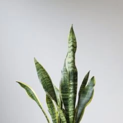 Snake Plant - Sansevieria Trifasciata ‘Laurentii’ Floor Plant -Eds Plant Shop snake plant sansevieria trifasciata laurentii floor plant 10 inch 652345