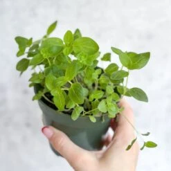 Snapdragon - Maximum Mix Snapdragon - NYC Local Pickup & Delivery Only -Eds Plant Shop snapdragon maximum mix snapdragon nyc local pickup delivery only 134675