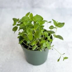 Snapdragon - Maximum Mix Snapdragon - NYC Local Pickup & Delivery Only -Eds Plant Shop snapdragon maximum mix snapdragon nyc local pickup delivery only 862333