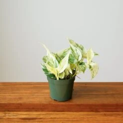 Epipremnum Aureum - ‘Snow Queen’ Pothos -Eds Plant Shop snow queen pothos