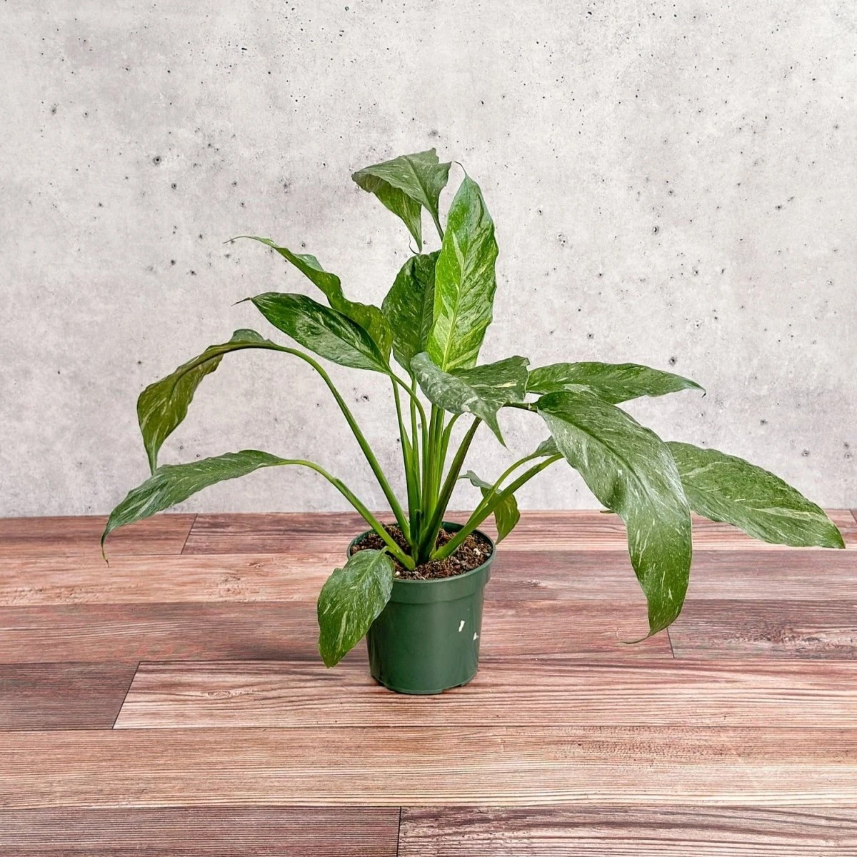 Spathiphyllum 'Domino' - Variegated Peace Lily 3 Spathiphyllum 'Domino' - Variegated Peace Lily