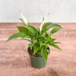 Spathiphyllum 'Peace Lilly' Floor Plant -Eds Plant Shop spathiphyllum peace lilly floor plant 204659
