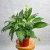 Spathiphyllum 'Peace Lilly' Floor Plant 2 Spathiphyllum 'Peace Lilly' Floor Plant -Eds Plant Shop spathiphyllum peace lilly floor plant 930984