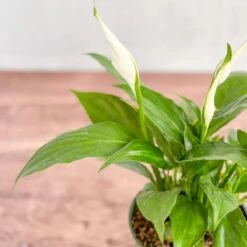 Spathiphyllum 'Peace Lily' -Eds Plant Shop spathiphyllum peace lily various sizes 230478