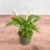 Spathiphyllum 'Peace Lily'